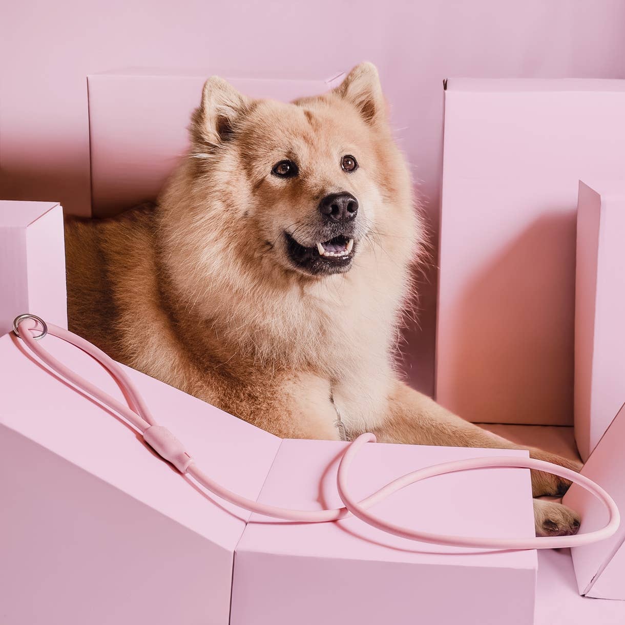 ne&no - Wholesale Pet Leash - Dog - ne&no® Dog Leash "Loft Style" - Weatherproof - modern design13