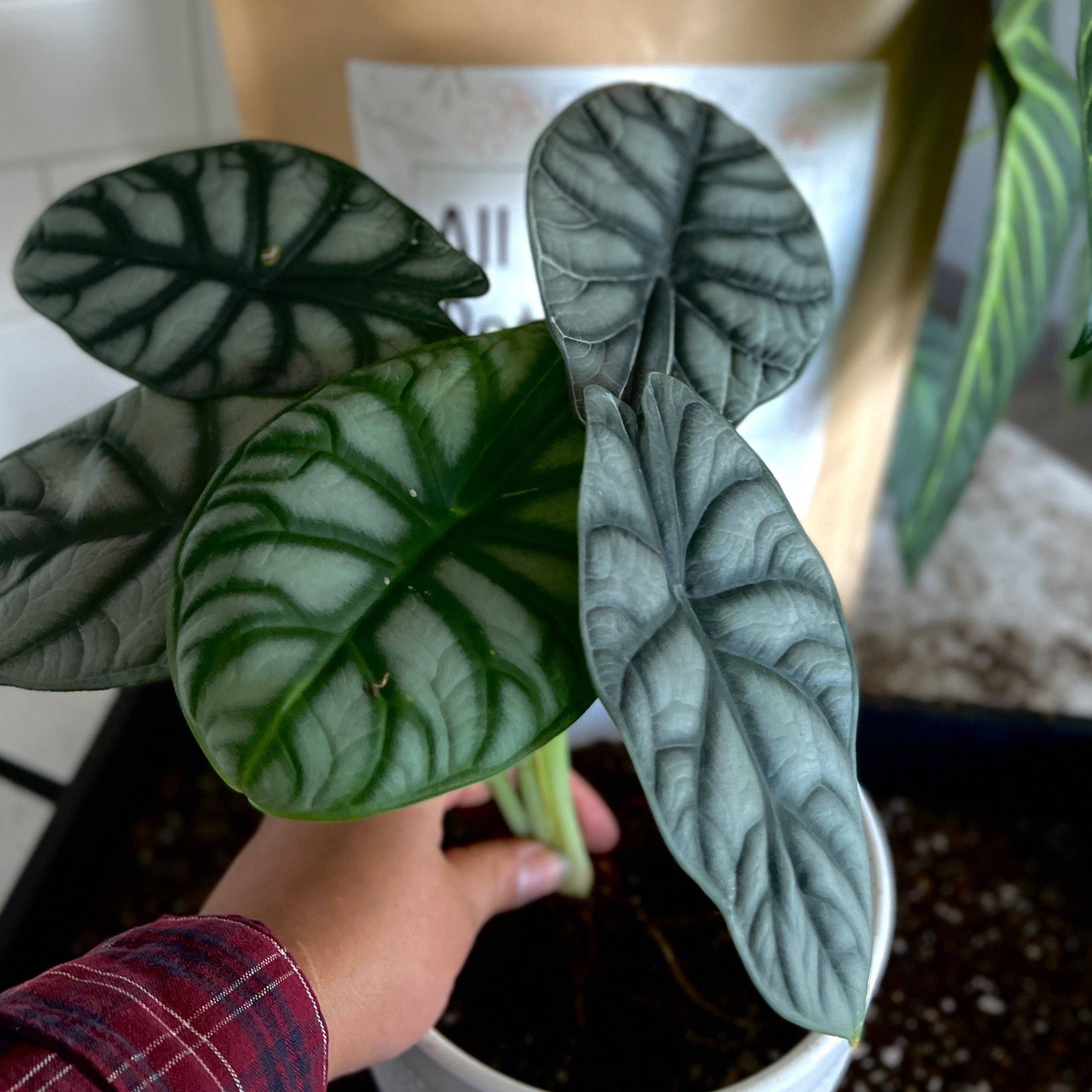 Elm Dirt - Wholesale Planting/Potting Soil - All-Purpose Soil Mix5