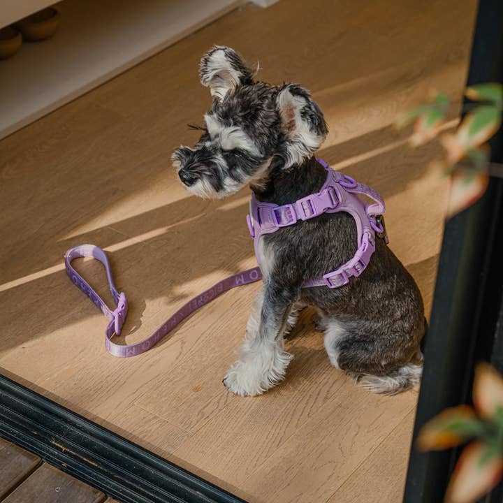 PEHOM - Wholesale Pet Harness - Dog - NO PULL ACTIVE DOG HARNESS - MINT PURPLE