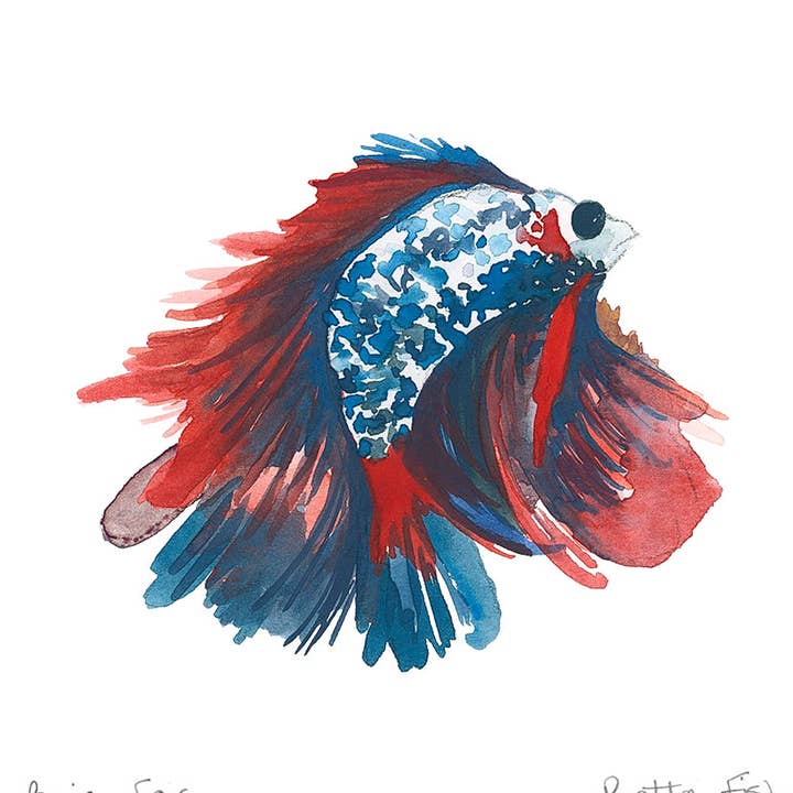 Betta Fish for wholesale by Margaret Joy