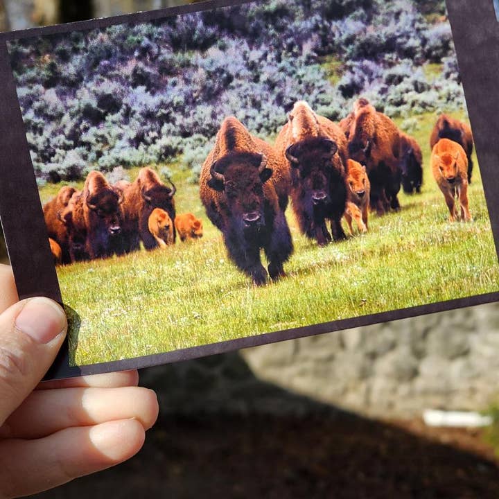 Bison Herd Postcards for The National Parks for wholesale by National Parks and Beyond