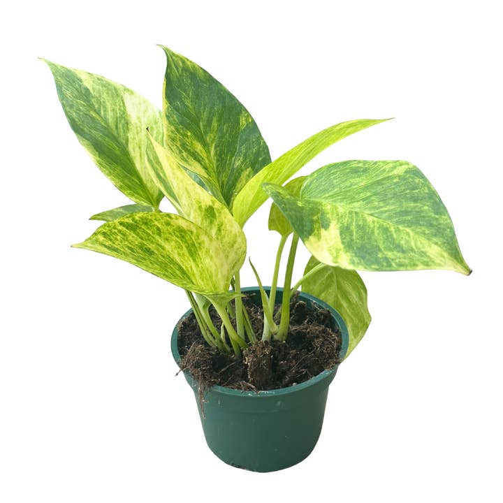 Flow State - Wholesale Live Plant - 4" Neon Queen Pothos - Epipremnum aureum - Wholesale Plant2