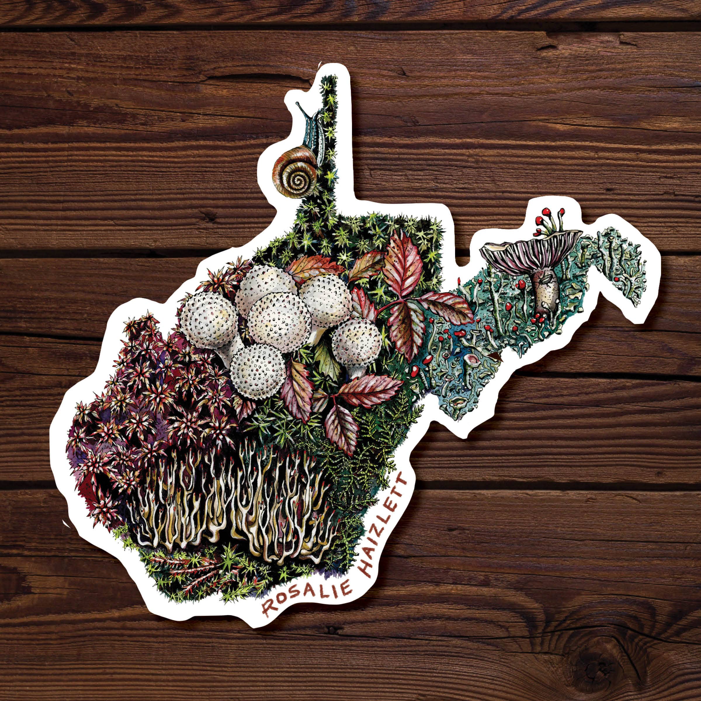 Rosalie Haizlett Illustration - Wholesale Sticker - West Virginia Forest Floor - Waterproof Vinyl Sticker1