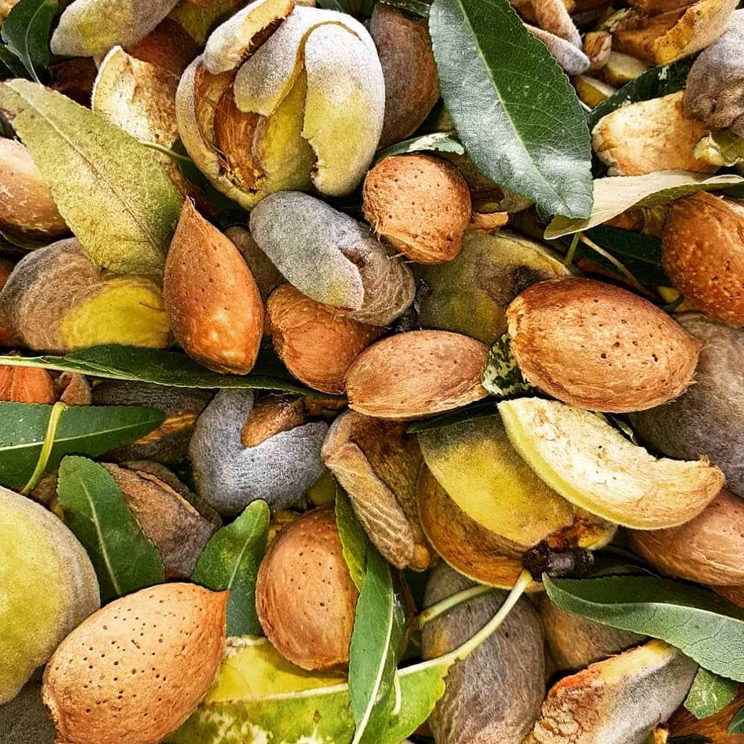 Le deliziose pasticceria sas Ti fa bene bio – wholesale Nötter – Cupeta - Ekologiska knapriga mandlar och pistagenötter - sockerfria5