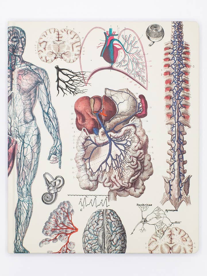 Anatomía: Cuaderno de Laboratorio Vascular (Caja de 6) para venta al por mayor de Cognitive Surplus