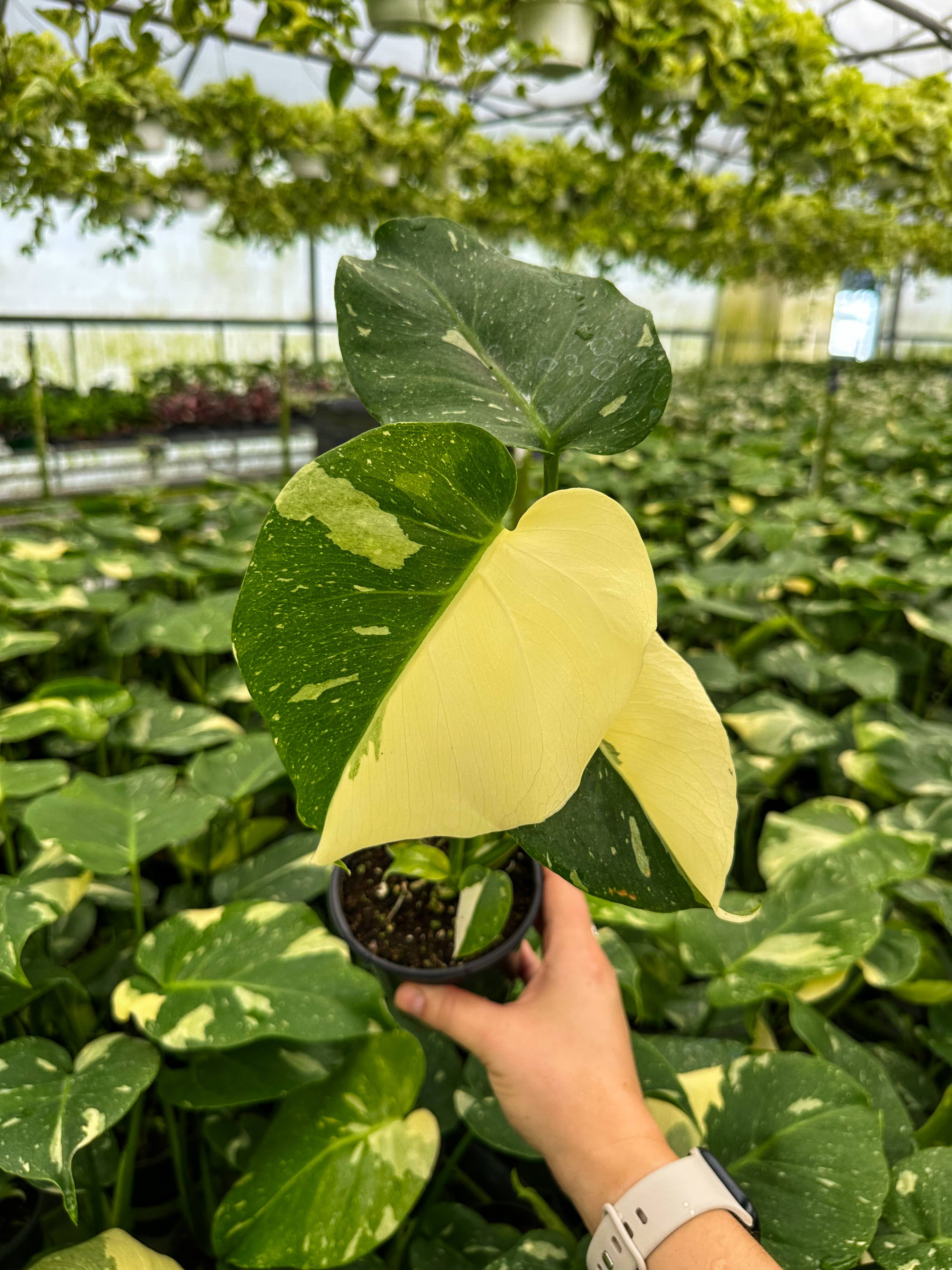 Central Florida Ferns & Foliage - Wholesale Live Plant - MONSTERA Thai Constellation Live Plant 4in5