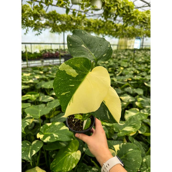 Central Florida Ferns & Foliage - Wholesale Live Plant - MONSTERA Thai Constellation Live Plant 4in5