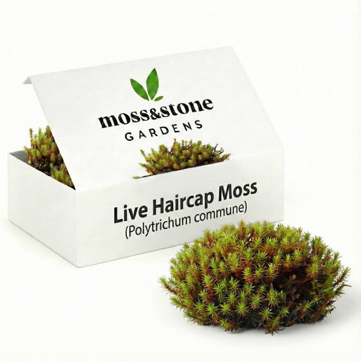 Levande hårkapsmossa för terrarier för wholesale av Moss & Stone Gardens
