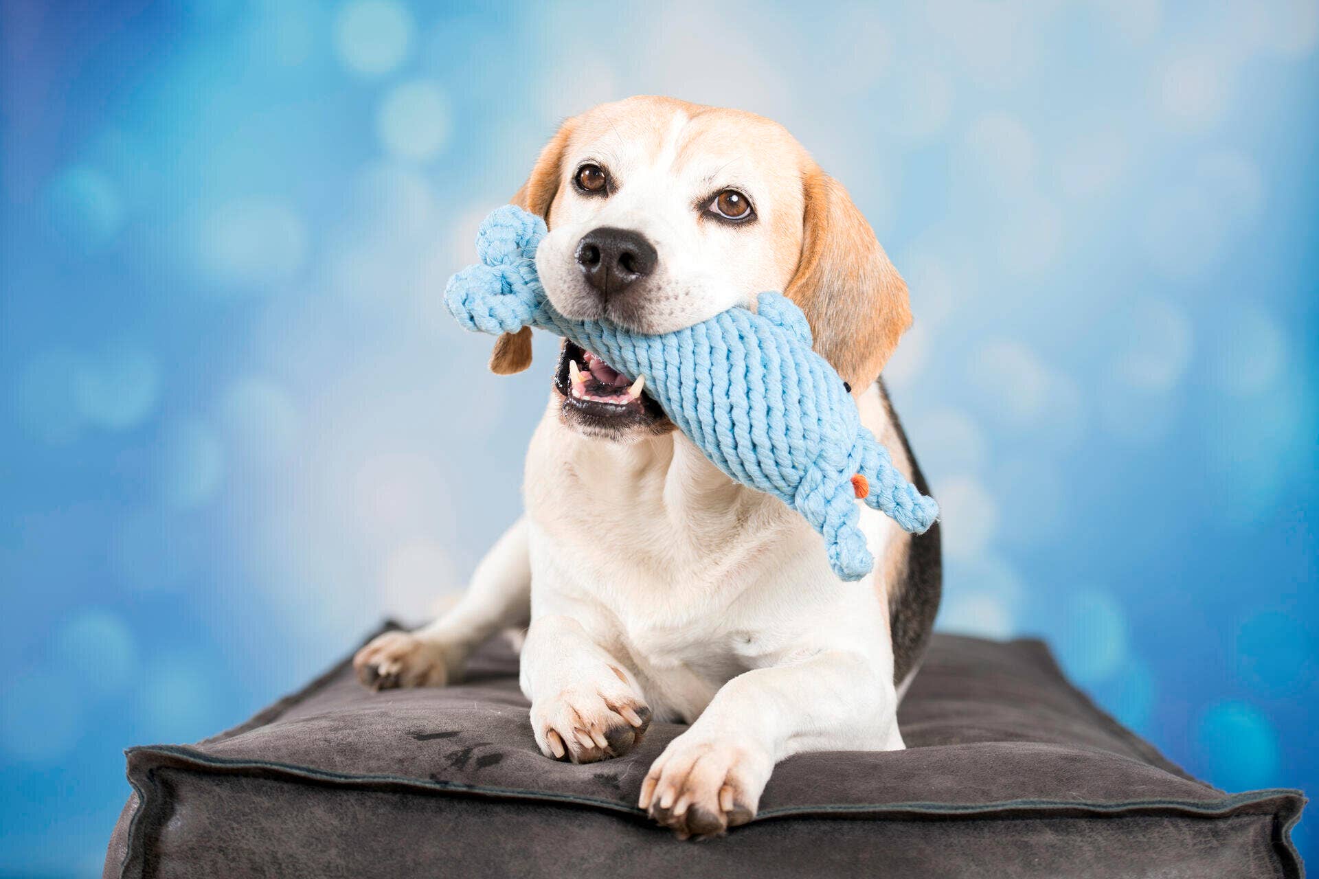 LABONI - Volentis GmbH - Wholesale Pet Rope Toy - Dog - Blanket TEDDY GREY - Multifunctional Blanket10