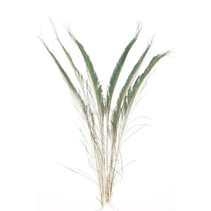 Zucker Feather Products - Wholesale Feathers - Peacock Feather Swords - Natural