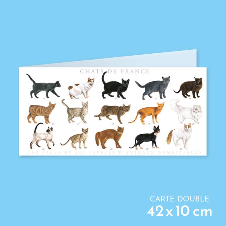 Cats of France - Double card for wholesale by Longue-vue