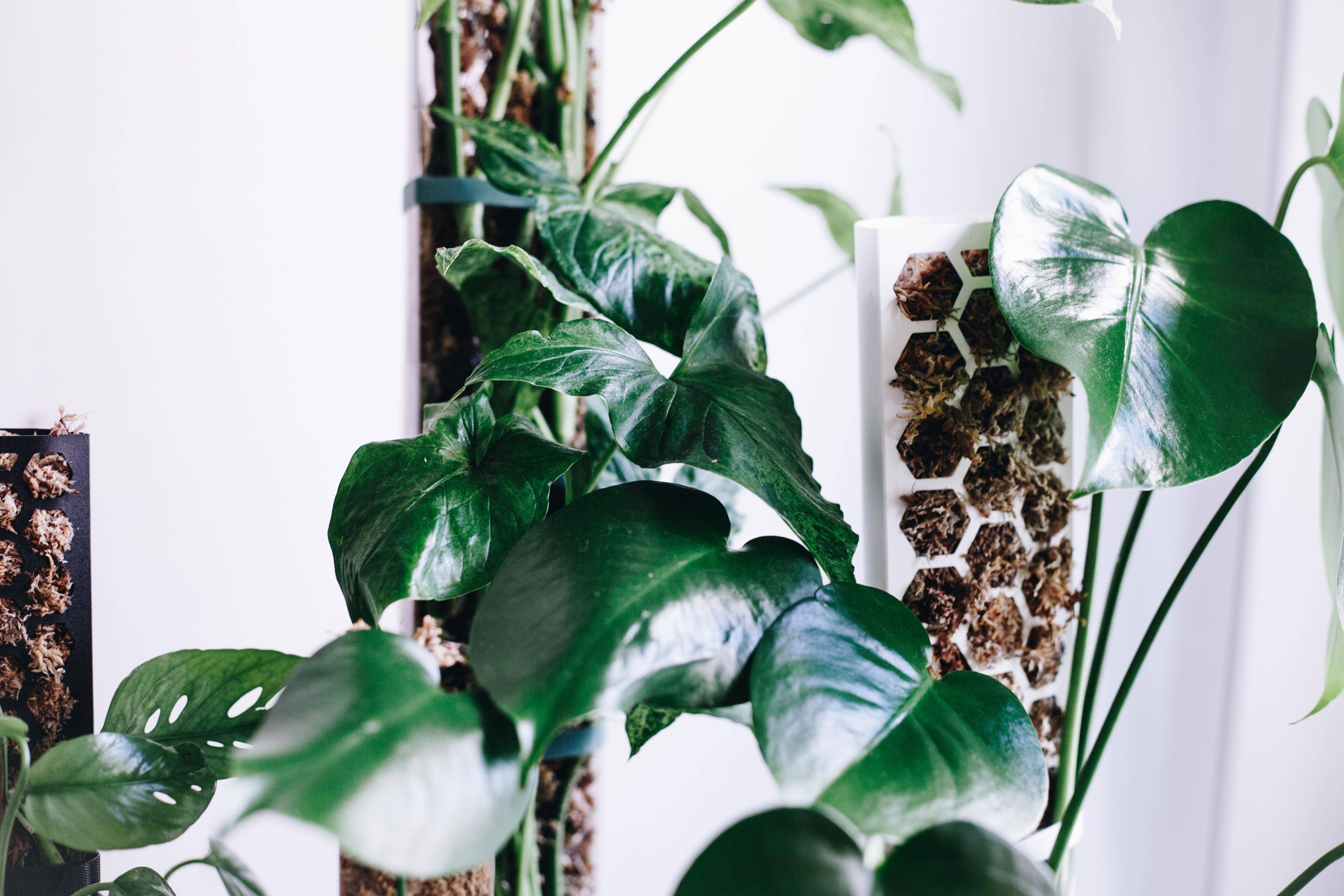 PlantScraper - Wholesale Trellis - Extendable D Shaped Moss Pole for Climbing Houseplants4