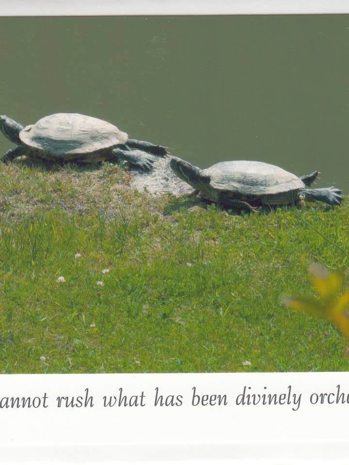 "Divinely orchestrated" Channeled Angel Message Photo Card for wholesale by The Marble Faun Gifts