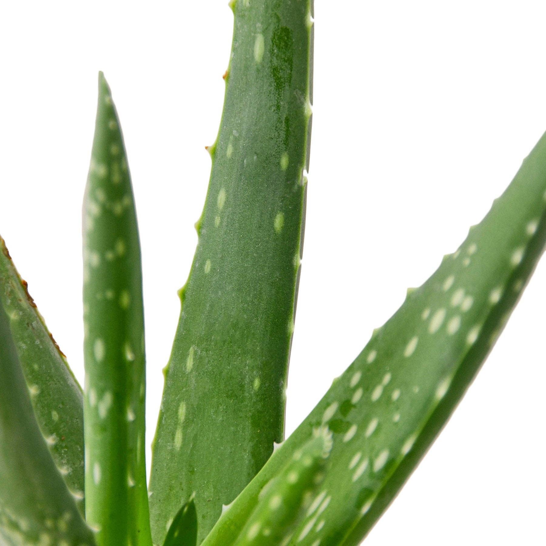 House Plant Wholesale WEST - Wholesale Live Plant - Aloe Vera, Low Maintenance Live Plant1