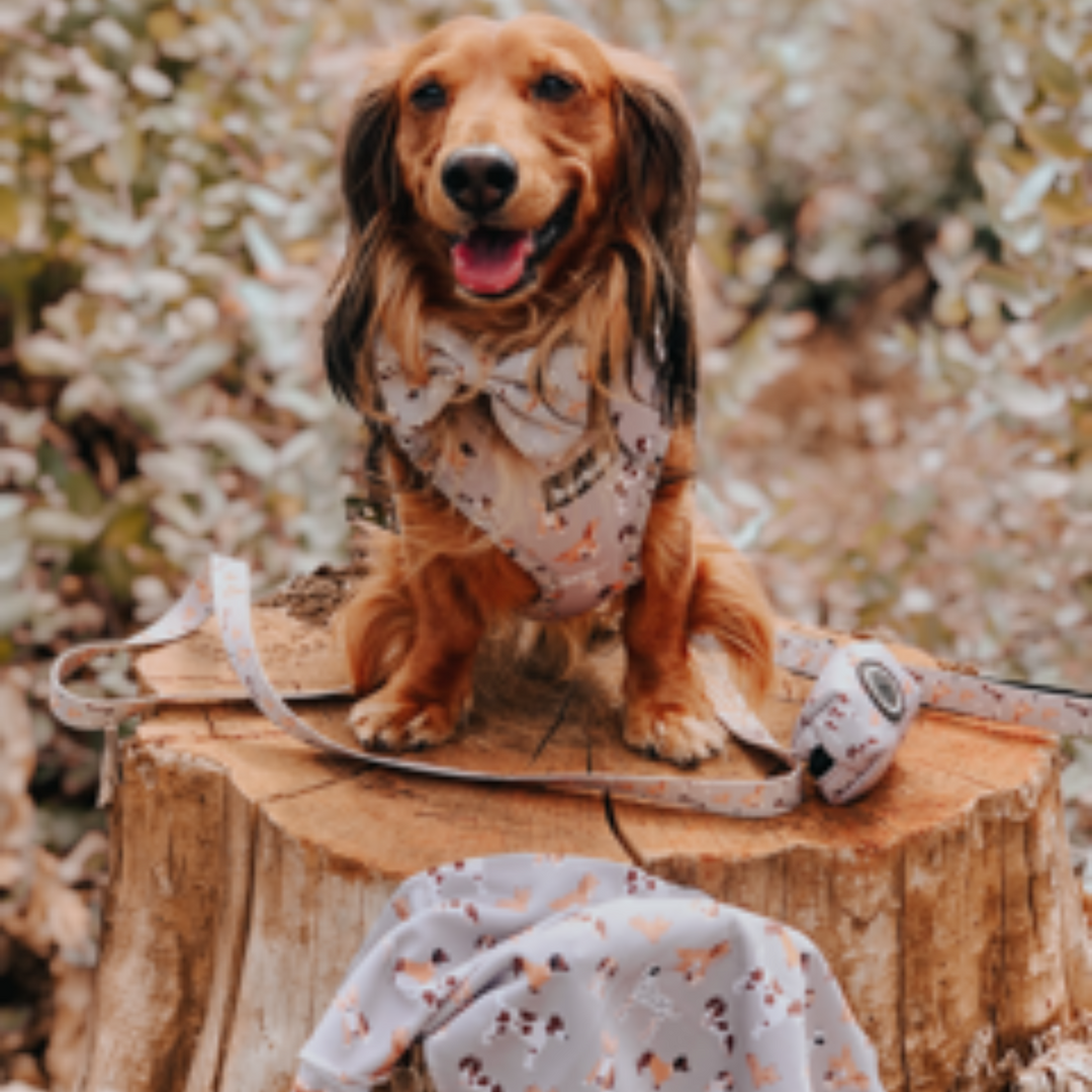 barkzie – Großhandel Leine – Hund – Leine Toronto – 1,50 m flexible und robuste Hundeleine2