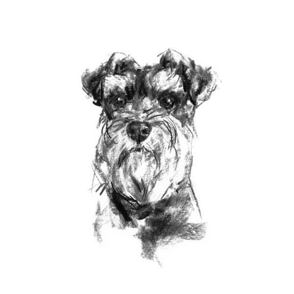 REMOVED BRAND – Großhandel Kunstdruck – Hunde-Zeichendruck, Schnauzer-Porträt - Fine Art Dog Print1