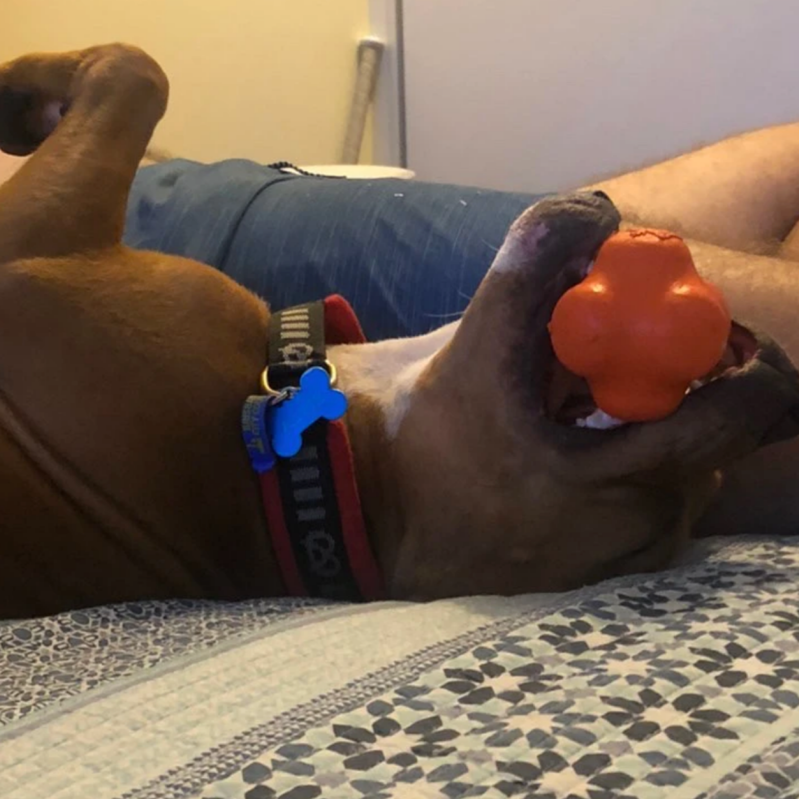 Rover Pet Products - Wholesale Pet Chew Toy - Dog - Crazy Bounce (Power Chewers)13