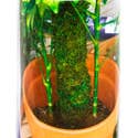 SuperMoss - Wholesale Trellis - SuperMoss Moss Poles