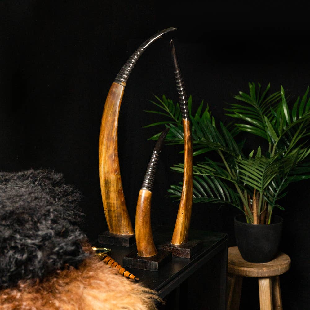 Mars & More - Brand of B Living - Wholesale Decorative Tabletop Object - Horn On Wood Rib 45cm1