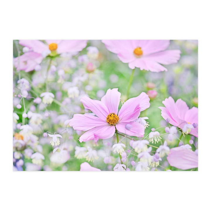 Ansichtkaart "Cosmea houdt van weideruit" voor wholesale door paruspaper. nutzfeine papeterie