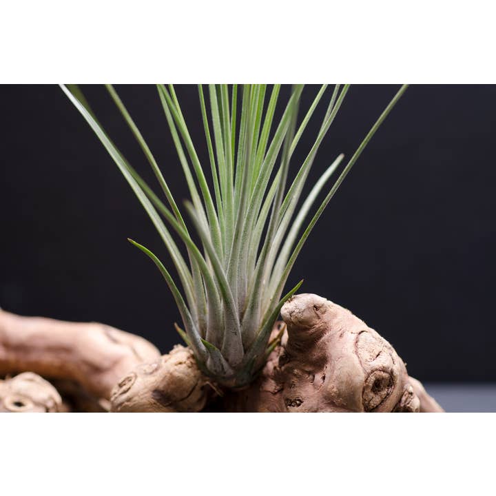 The Artizan Way - Wholesale Live Plant - Tillandsia Juncifolia | Live Air Plant