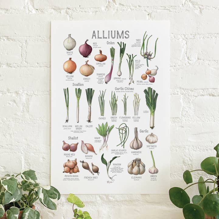 Poster / Vegetables . Alliums (Chart) for wholesale by Yeesan Loh