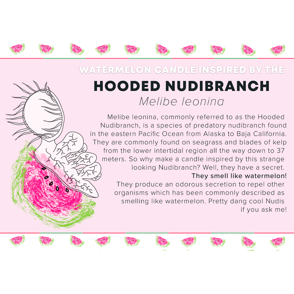 I LOVE NUDIS - Wholesale Jar/Filled Candle - Watermelon Candle inspired by the Hooded Nudibranch in Recycled Glass5