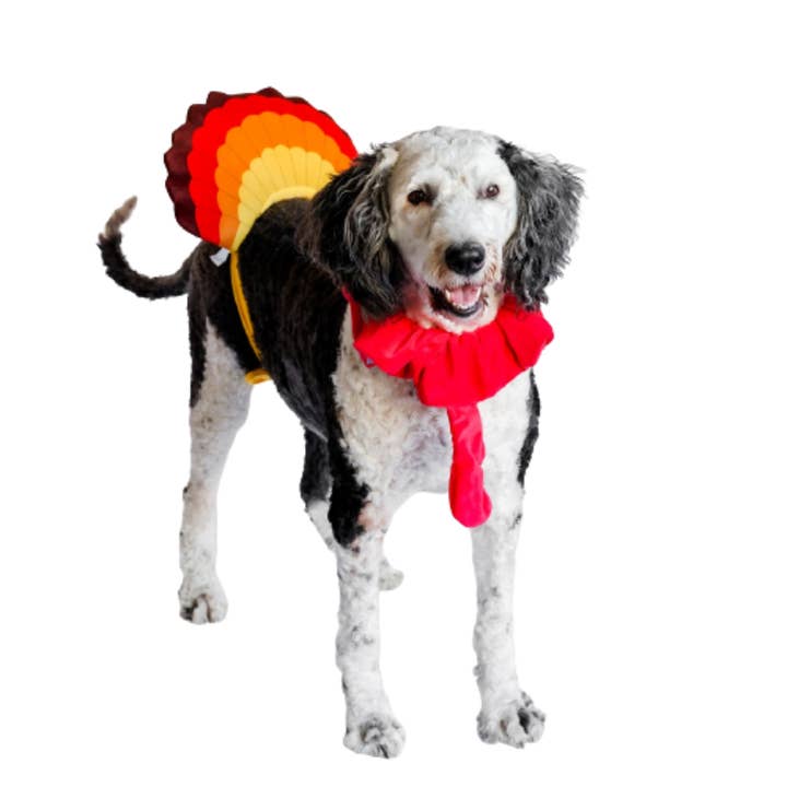 Midlee Designs - Wholesale Pet Costume - Dog - Midlee Turkey Beard & Tail Thanksgiving Costume