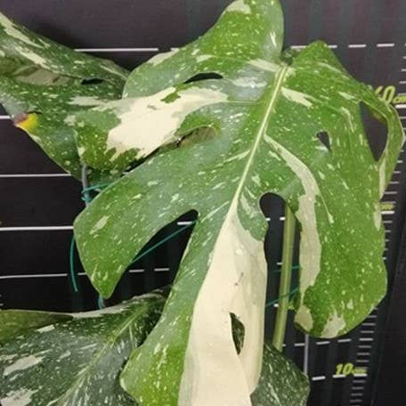 OrchidBox - Vendita all'ingrosso Piante vive - Monstera deliciosa 'Thai Constellation' variegata 2,5"3