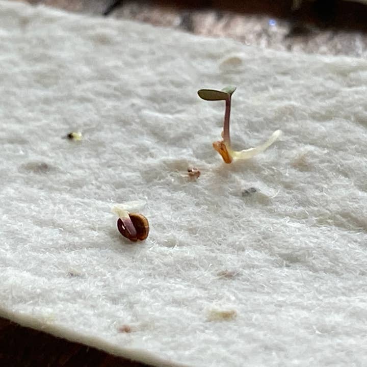 The Raven’s Edge Studio - Vendita all'ingrosso Biglietti di auguri generici - Biglietto Plantable Wildflower | Carta ecologica | Corn Poppy2