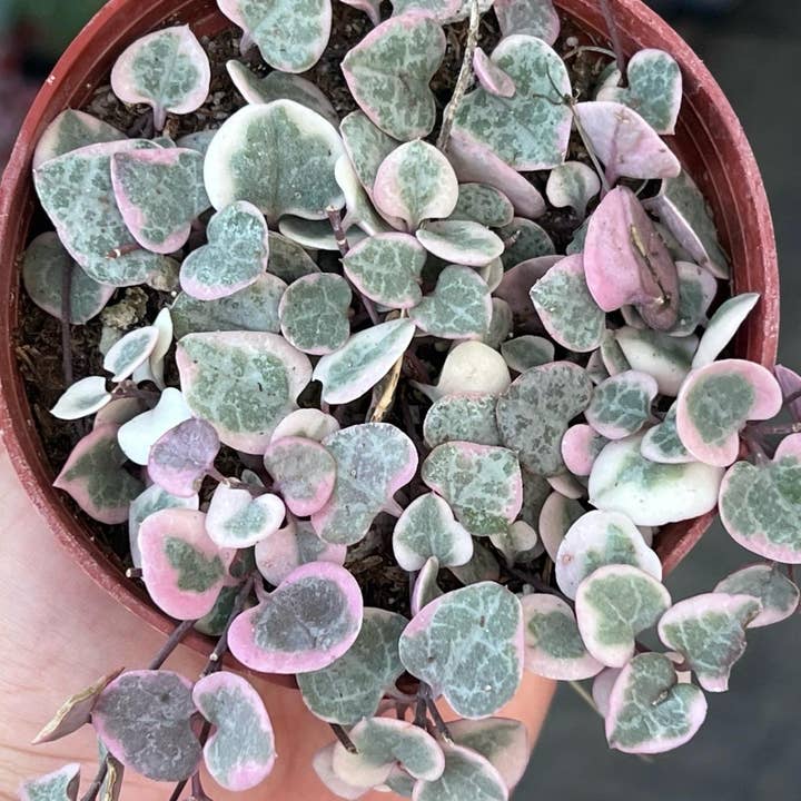 Nanu's Nursery - Wholesale Live Plant - Variegated String of Hearts | Indoor Vining Houseplant | 4"