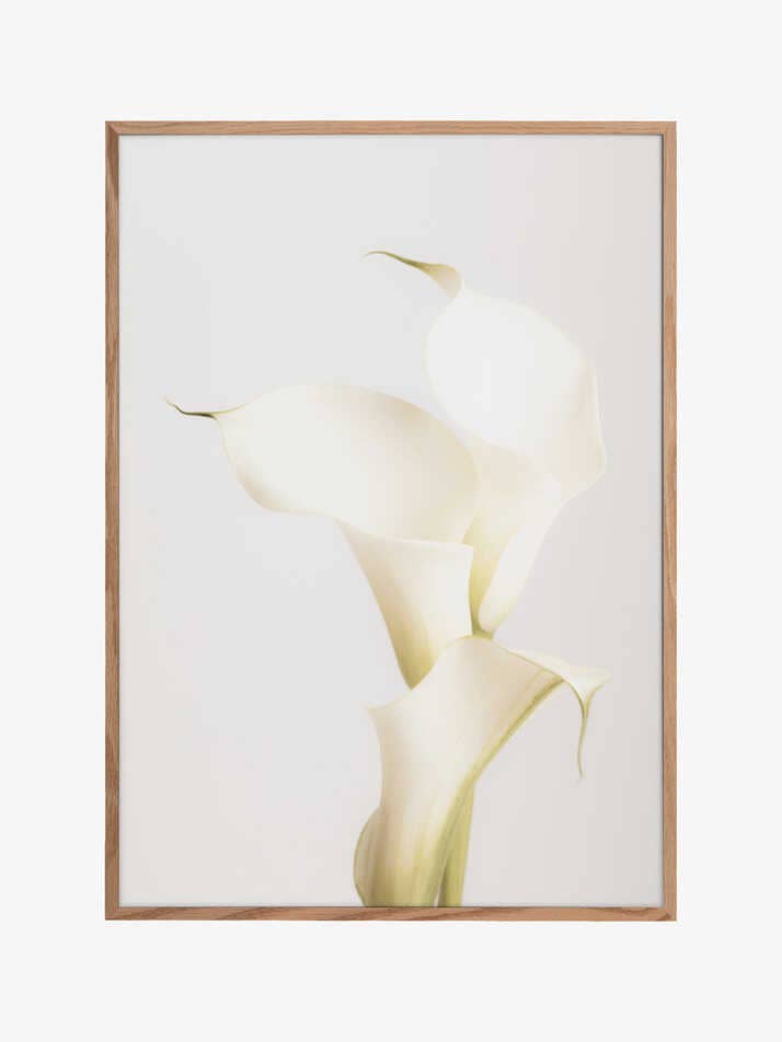 Copo-de-leite Branco N.º 3 por atacado de Pictufy Wholesale