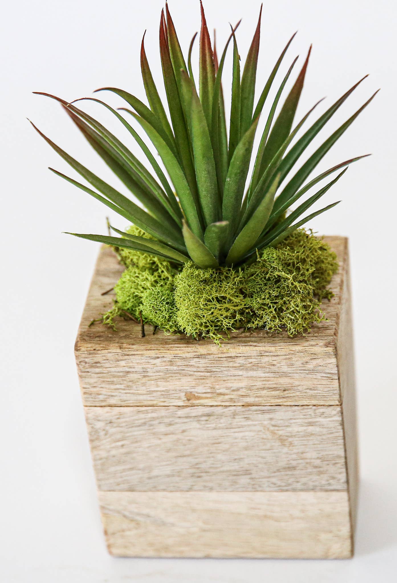 Forever Green Art - Wholesale Succulent - Succulent Sugar Mold Set of 93