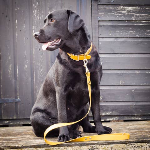 Creature Clothes - Wholesale Pet leash – Dog - All weather golden biothane dog lead in waterproof vegan leather3