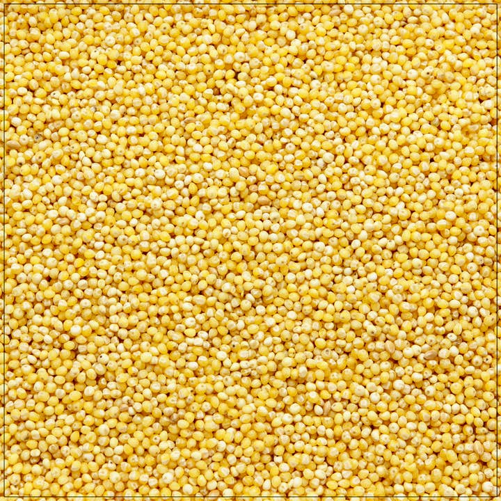 Millet for wholesale by Alive Herbals