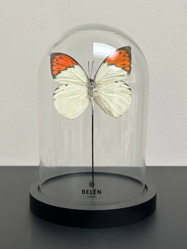 Hebomoia small butterfly bell for wholesale by Belén Collection