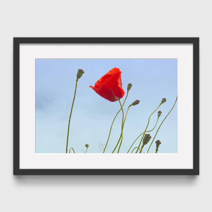 Poppy Fine Art Photographic Print, Summer Wall Art for wholesale by Echoes & Shadows Photography