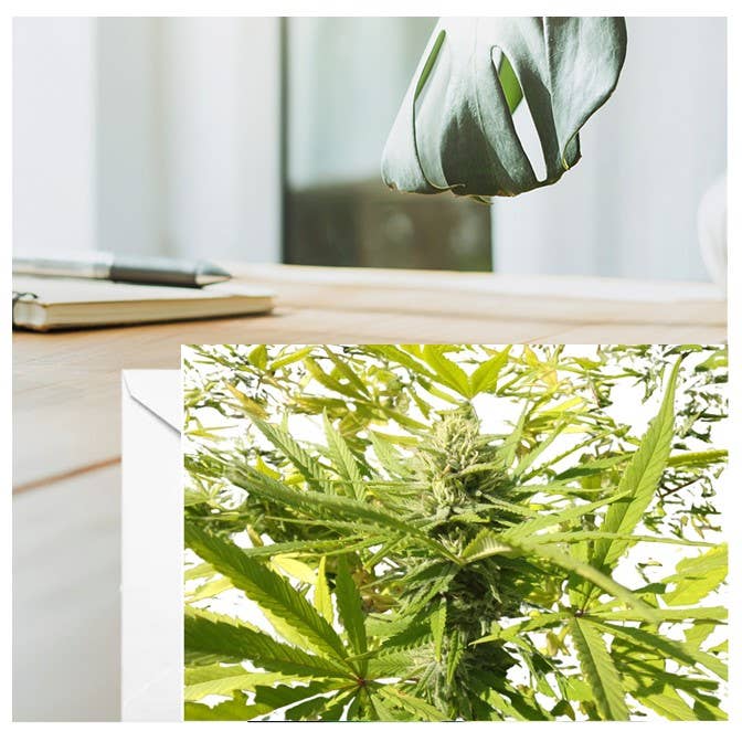 Blank Note Card Green Chaos Ginger TyTy™ for wholesale by Ginger TyTy