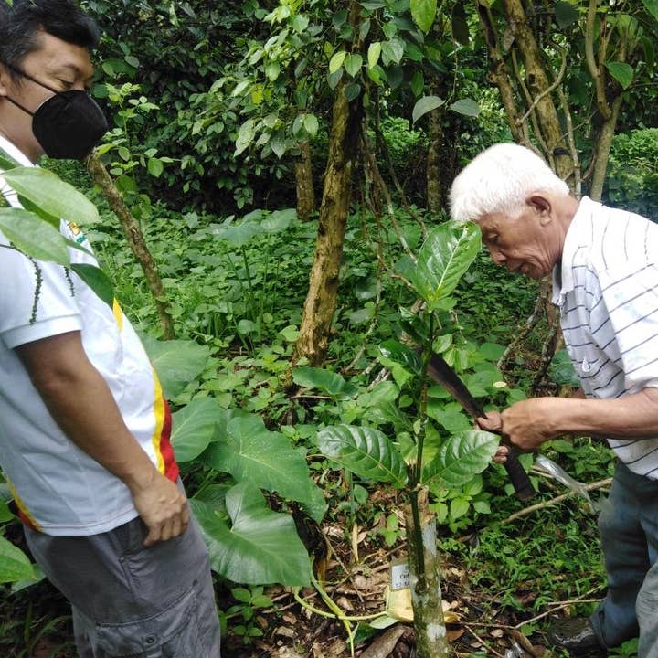 Teofilo coffee company - Wholesale Coffee beans - Liberica (Barako) – The Rarest Coffee in the World, Born in 1