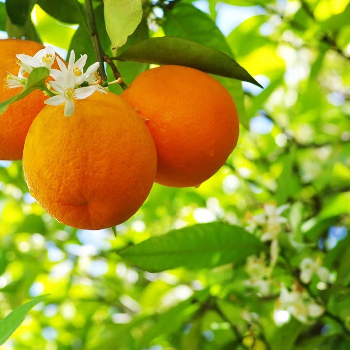 Frankincense Orange Blossom Phantasy Incense Sticks for wholesale by Beaches of Tunisia, LLC