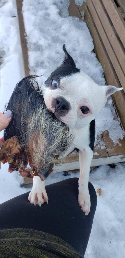 Naked Beasts, Inc. - Wholesale Pet Treats - Dog - Pig Ear (Hairy)2