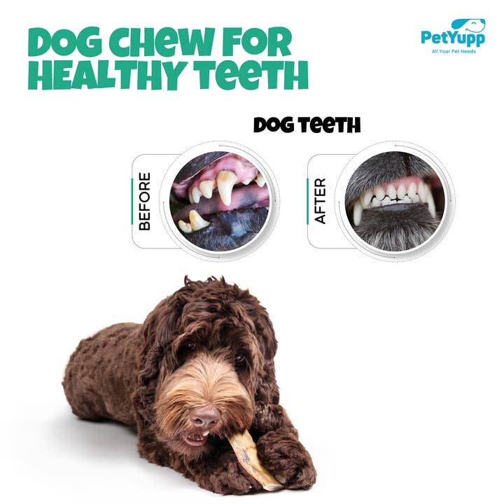 PetYupp - Wholesale Pet Treats - Dog - Bulk Dog Treats - Rib Bone with Meat ( 6″ ) - Pack of 25 6