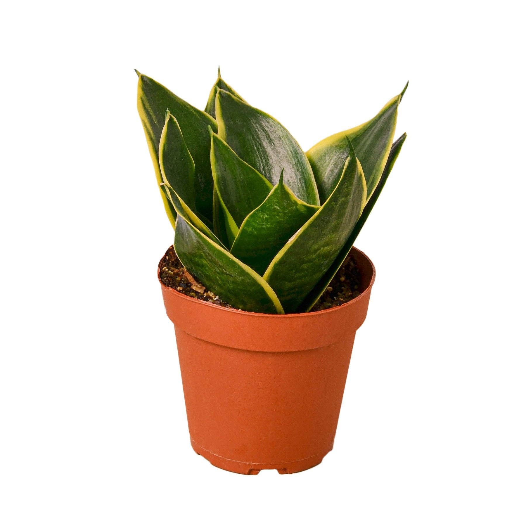 House Plant Wholesale WEST - Wholesale Live Plant - Snake Plant Emerald Star