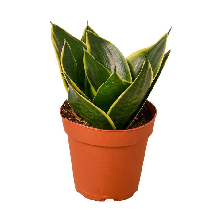 House Plant Wholesale WEST - Wholesale Live Plant - Snake Plant Emerald Star0