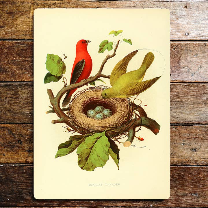 Ninho de Aves Ramo de Ovos Ramal Placa Sinal por atacado de The British Metal Signs Company