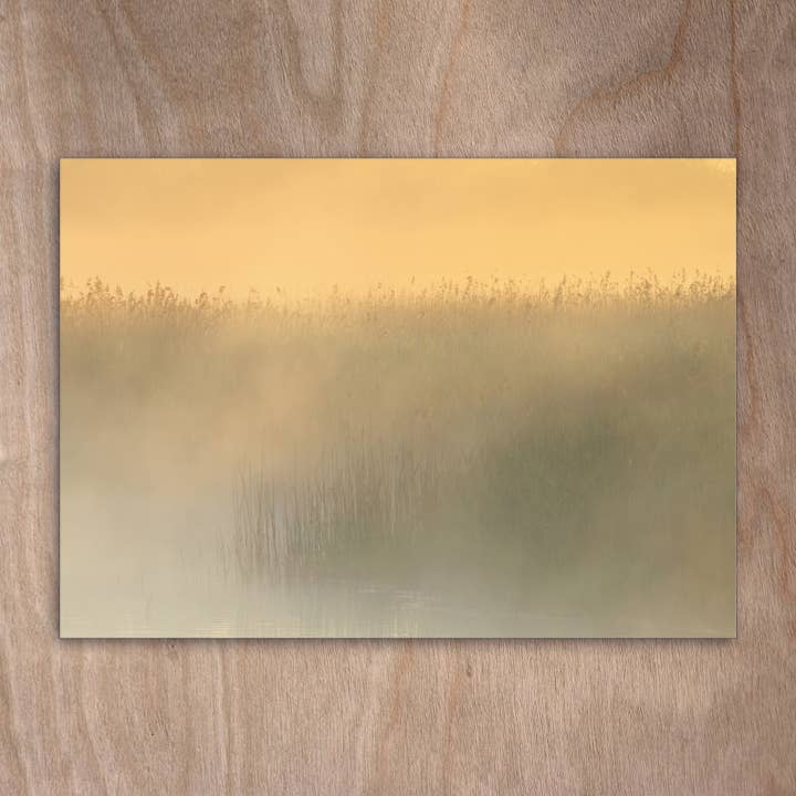 Postcard Eye0179 Reed Morning Mist Sunrise for wholesale by eye-comm