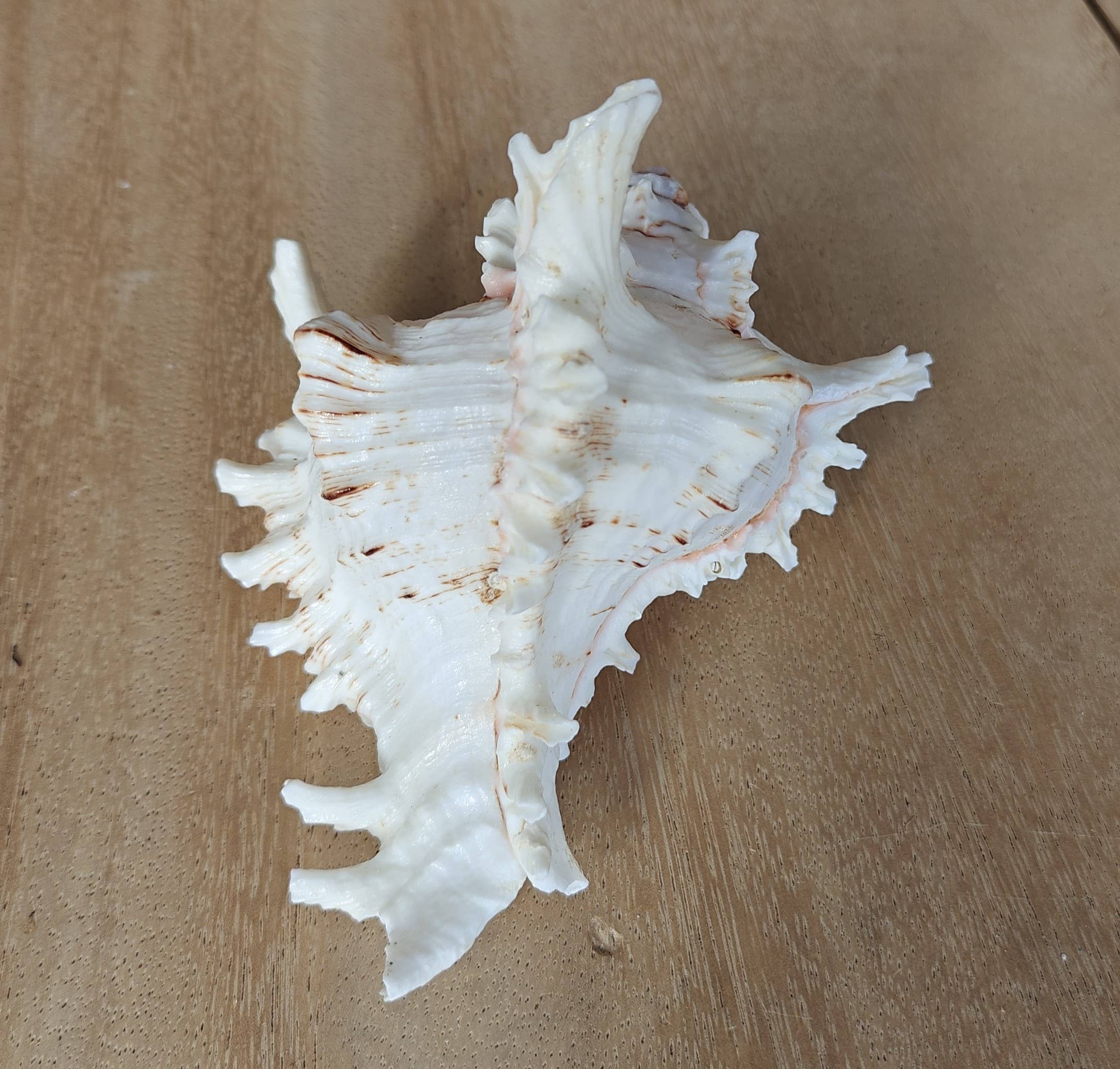 Product Import Holland - Vente Décorations de table - Rogik Small - nature - coquillage - décoration - côte0