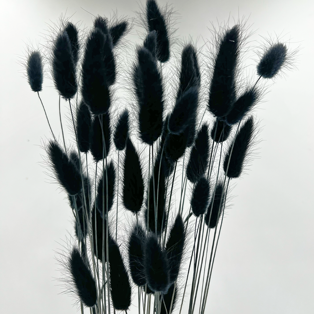 2626 Designs - Wholesale Dried/Pressed Flowers - Bunch Dried Bunny Tails Grass-20-24"  apx 1 oz8