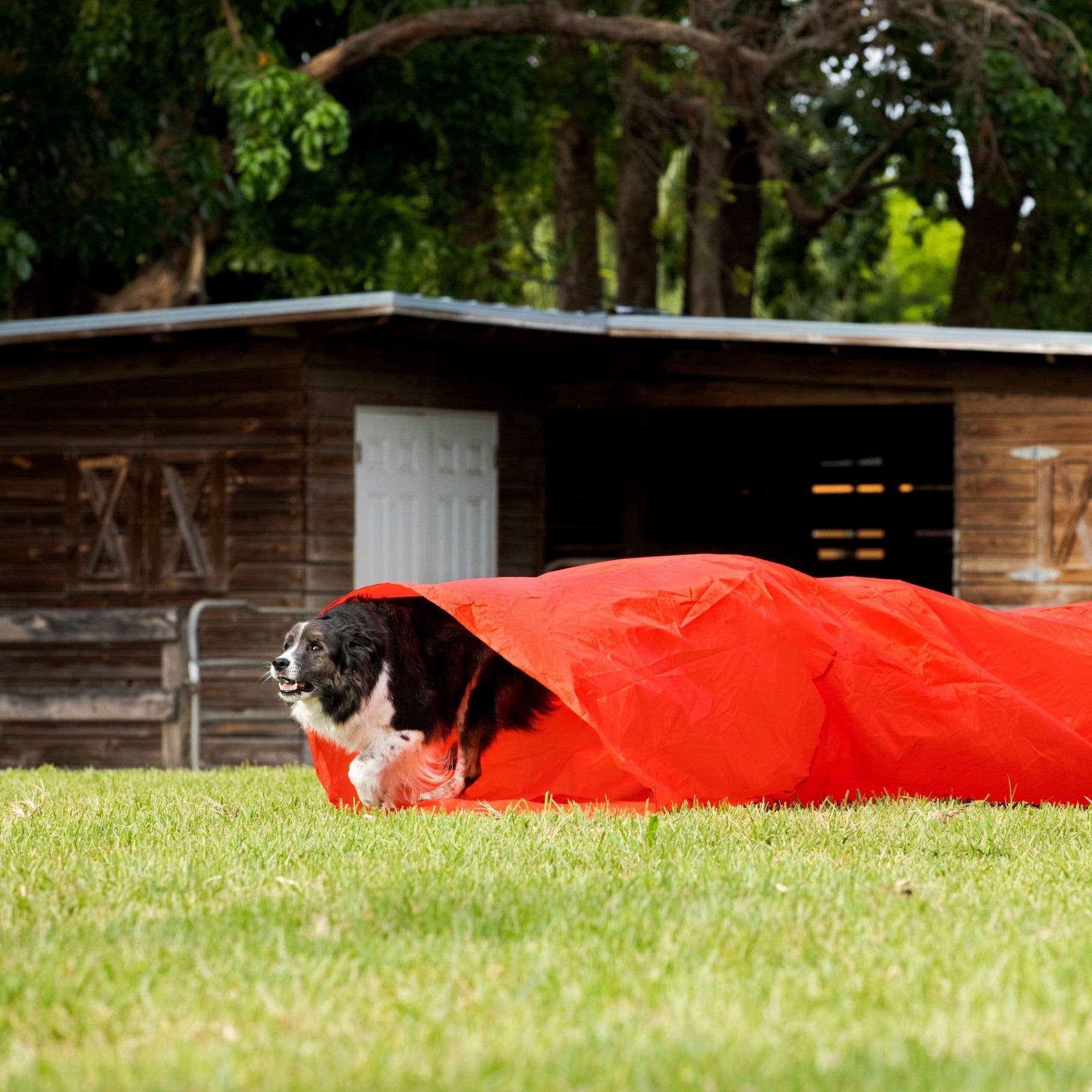 Midlee Designs - Wholesale Pet Toy - Dog - Midlee Dog Agility Chute Tunnel Training Equipment7