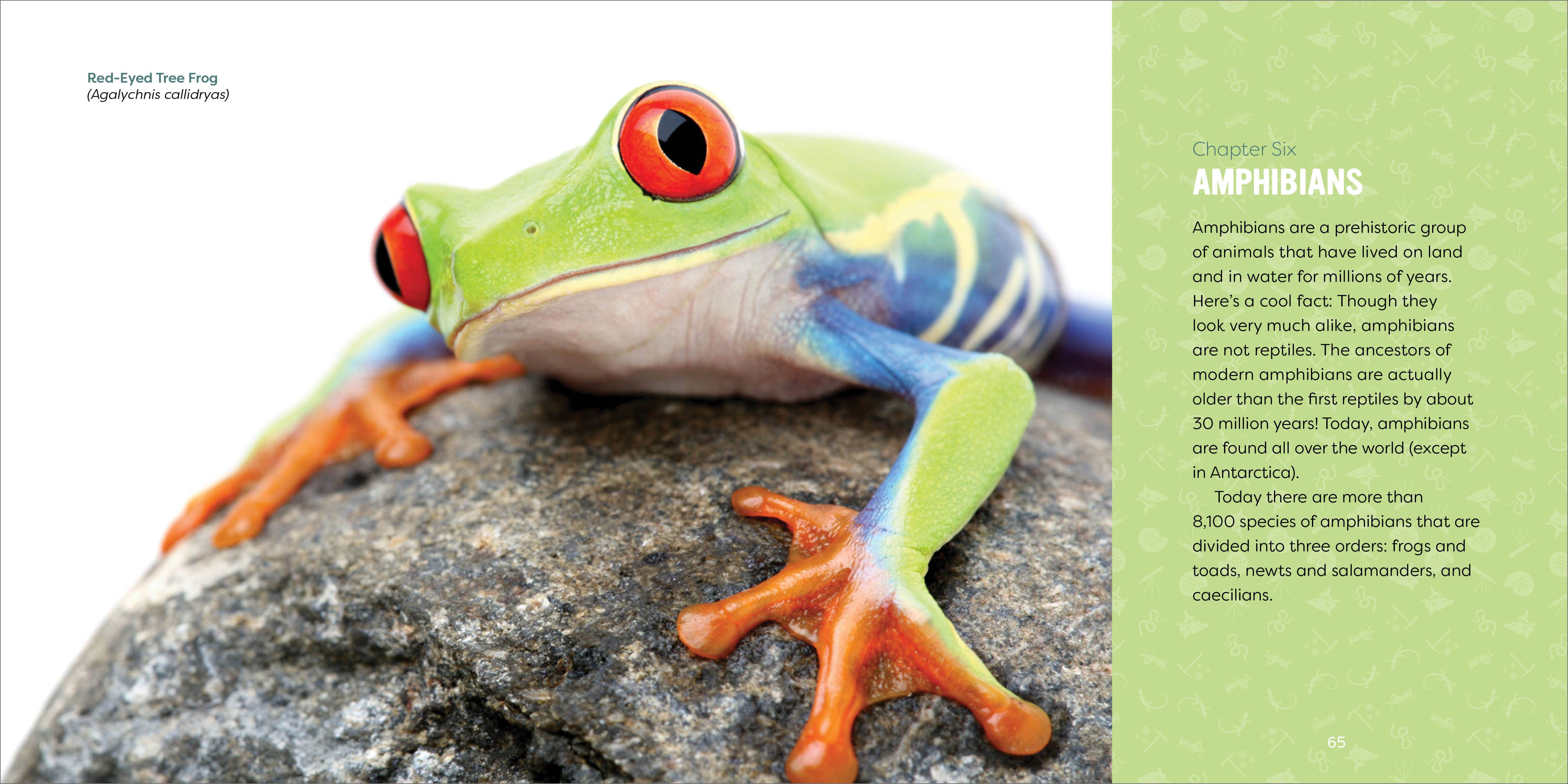 Sourcebooks - Wholesale Science & Math - Reptiles for Kids2